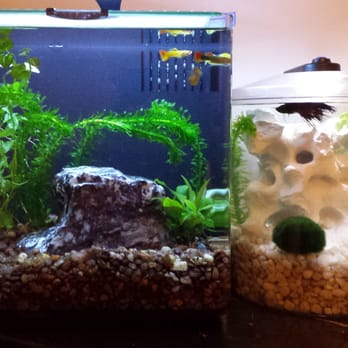Petco - Our two small tanks, one with guppies and one with a betta. - Pet Training Near Me - Orlando, Florida Petco - Our two small tanks, one with guppies and one with a betta. - Pet Training Near Me - Orlando, Florida