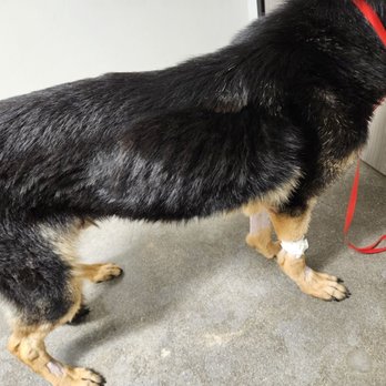 Wolfgang Expert Dog Training - Starving dog at wolfgangs - Pet Training Near Me - Gardena, California Wolfgang Expert Dog Training - Starving dog at wolfgangs - Pet Training Near Me - Gardena, California