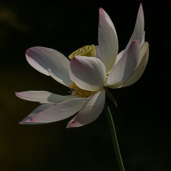 Lan Su Chinese Garden - My suggestion - bring a zoom lens and just point it everywhere - Botanical Gardens Near Me - Portland, Oregon