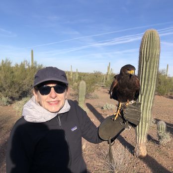 Sky Island Falconry - Jeffrey the Harris hawk - Wildlife Hunting Ranges Near Me - Tucson, Arizona Sky Island Falconry - Jeffrey the Harris hawk - Wildlife Hunting Ranges Near Me - Tucson, Arizona