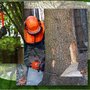 Photo of Expert Tree Service