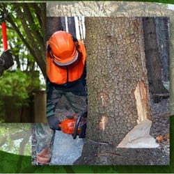 Expert Tree Service