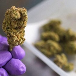 Canna Nation - Buy Runtz online