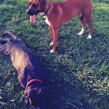 Arbor Dog Park - Dog Parks Near Me - Los Alamitos, California Arbor Dog Park - Dog Parks Near Me - Los Alamitos, California