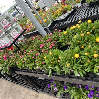 Calloway's Nursery - Nurseries & Gardening Near Me - Cedar Park, Texas