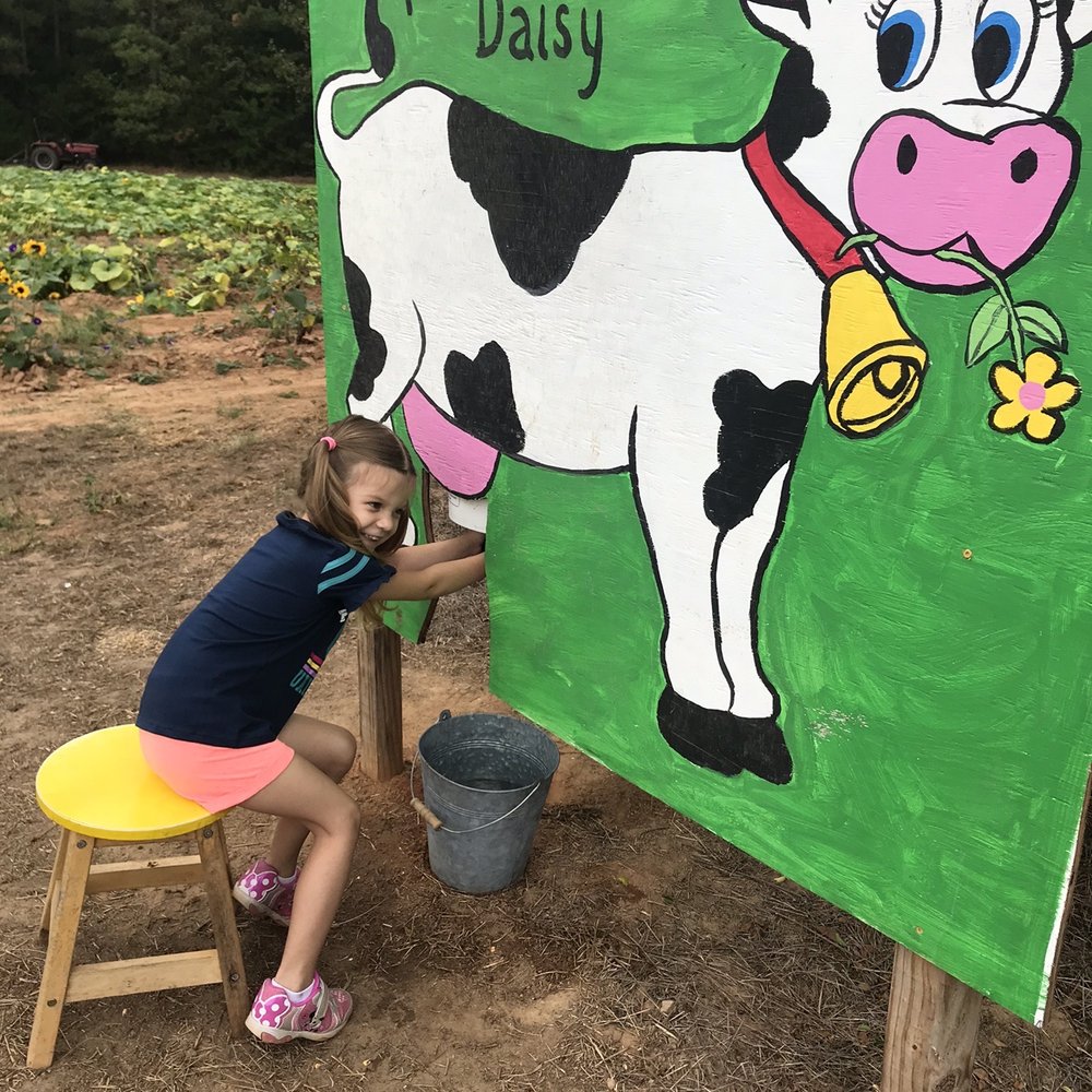 Tractor's Corn Maze - Milking the cow - Pumpkin Patches Near Me - Wake Forest, North Carolina Tractor's Corn Maze - Milking the cow - Pumpkin Patches Near Me - Wake Forest, North Carolina
