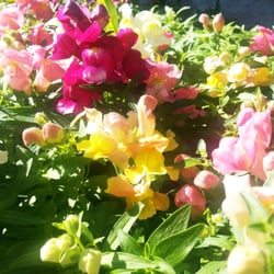 Riverside Landscaping - Flowers brighten any day!