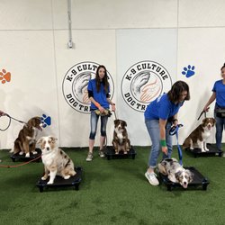 K9 Culture Dog Training - Seemed like Aussie week at K-9 Culture. That's a picture of a LOT of energy ready to go, go, go!