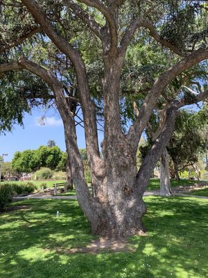 Douglas Park by null