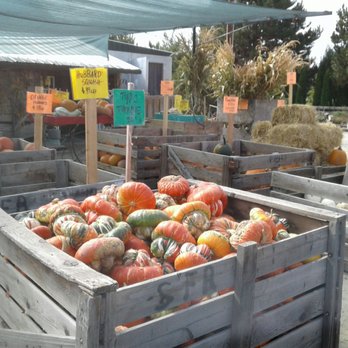 Wagner Farms - Fall squash. - Fruits & Veggies Near Me - Meridian, Idaho Wagner Farms - Fall squash. - Fruits & Veggies Near Me - Meridian, Idaho