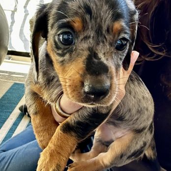 Vom Hause Imperial Rottweilers kennel - Pet Breeders Near Me Vom Hause Imperial Rottweilers kennel - Pet Breeders Near Me