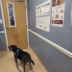 Companion Animal Clinic