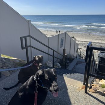 Specialty Dog Training - Pet Training Near Me - Oceanside, California