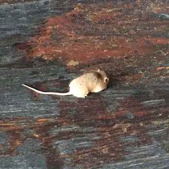 Zanzibar Billiards - Mouse. Self explanatory - Pool Halls Near Me - Denver, Colorado Zanzibar Billiards - Mouse. Self explanatory - Pool Halls Near Me - Denver, Colorado