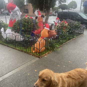 Shampooch Dog Salon - Pups all clean. - Pet Groomers Near Me - Sausalito, California