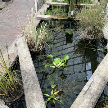 Kentucky Native Cafe - a small pond with water lilies - Cafes Near Me - Lexington, Kentucky Kentucky Native Cafe - a small pond with water lilies - Cafes Near Me - Lexington, Kentucky