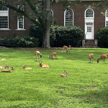 Berry College - Deer in front yard of an academic building. - Colleges & Universities Near Me - Mount Berry, Georgia Berry College - Deer in front yard of an academic building. - Colleges & Universities Near Me - Mount Berry, Georgia