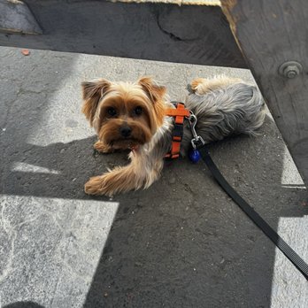 Bark Boutique - Casper looking handsome. - Pet Groomers Near Me - Sacramento, California Bark Boutique - Casper looking handsome. - Pet Groomers Near Me - Sacramento, California