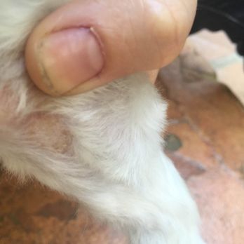 Petco - Razor burn caused by Petco Groomers. This company is notorious for killing animals in their care during the grooming process. - Pet Training Near Me - Roswell, Georgia