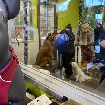 Dirty Dogs - Cute doggos - Pet Groomers Near Me - San Diego, California Dirty Dogs - Cute doggos - Pet Groomers Near Me - San Diego, California