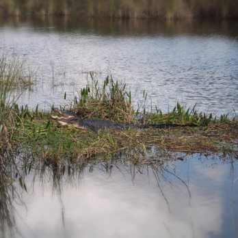 Everglades National Park - Hungry alligator. - Parks Near Me - Homestead, Florida Everglades National Park - Hungry alligator. - Parks Near Me - Homestead, Florida