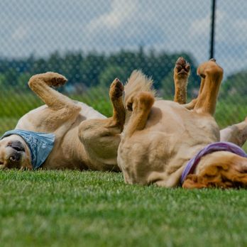 Rover Stay Over - Rolling, chasing, playing. Canine guests of our rural resort for dogs do a lot of this. - Pet Groomers Near Me - Lynden, Washington Rover Stay Over - Rolling, chasing, playing. Canine guests of our rural resort for dogs do a lot of this. - Pet Groomers Near Me - Lynden, Washington