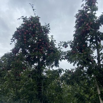 Ochs Orchard - Apples - Fruits & Veggies Near Me - Warwick, New York