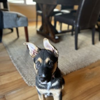 Fluency Dog Training - Pet Training Near Me