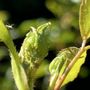 Photo of Savant Arborist