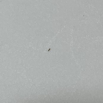 Quality Inn - Small bugs the size of a pin head (a little smaller) - Hotels Near Me - Jesup, Georgia Quality Inn - Small bugs the size of a pin head (a little smaller) - Hotels Near Me - Jesup, Georgia