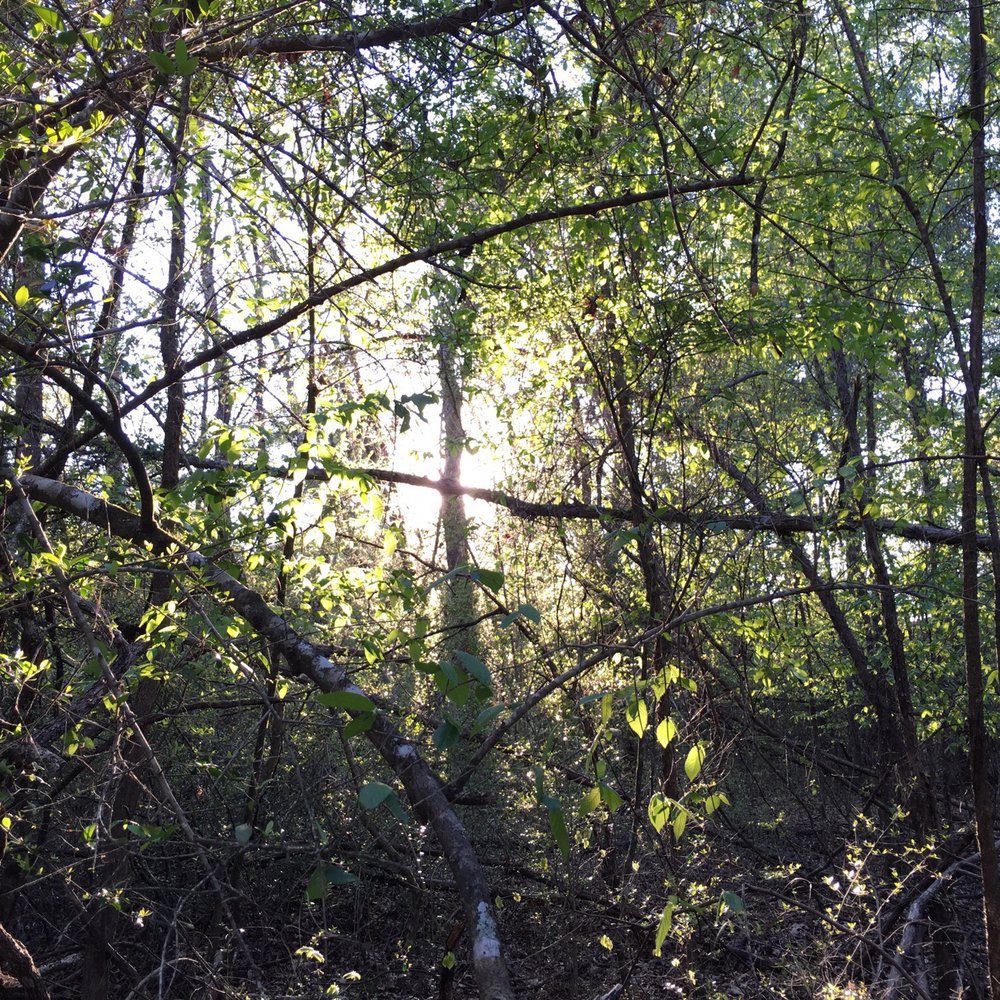 George Mitchell Nature Preserve - Sunset. - Parks Near Me - Spring, Texas George Mitchell Nature Preserve - Sunset. - Parks Near Me - Spring, Texas
