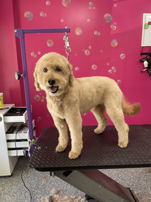 Doggy Style Salon by null