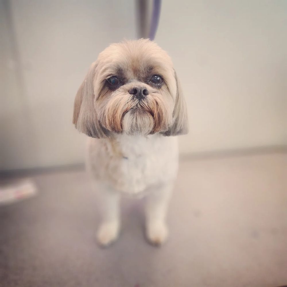 K9 SPA DOG GROOMING 42 Photos 2300 Keller Springs Rd, Carrollton