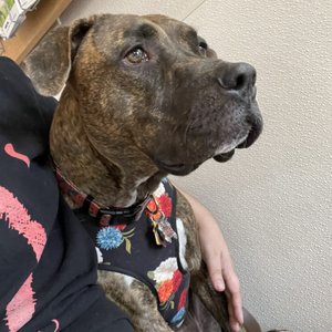 SHAWN D. FREHNER, DVM - Updated May 2025 - Las Vegas, Nevada