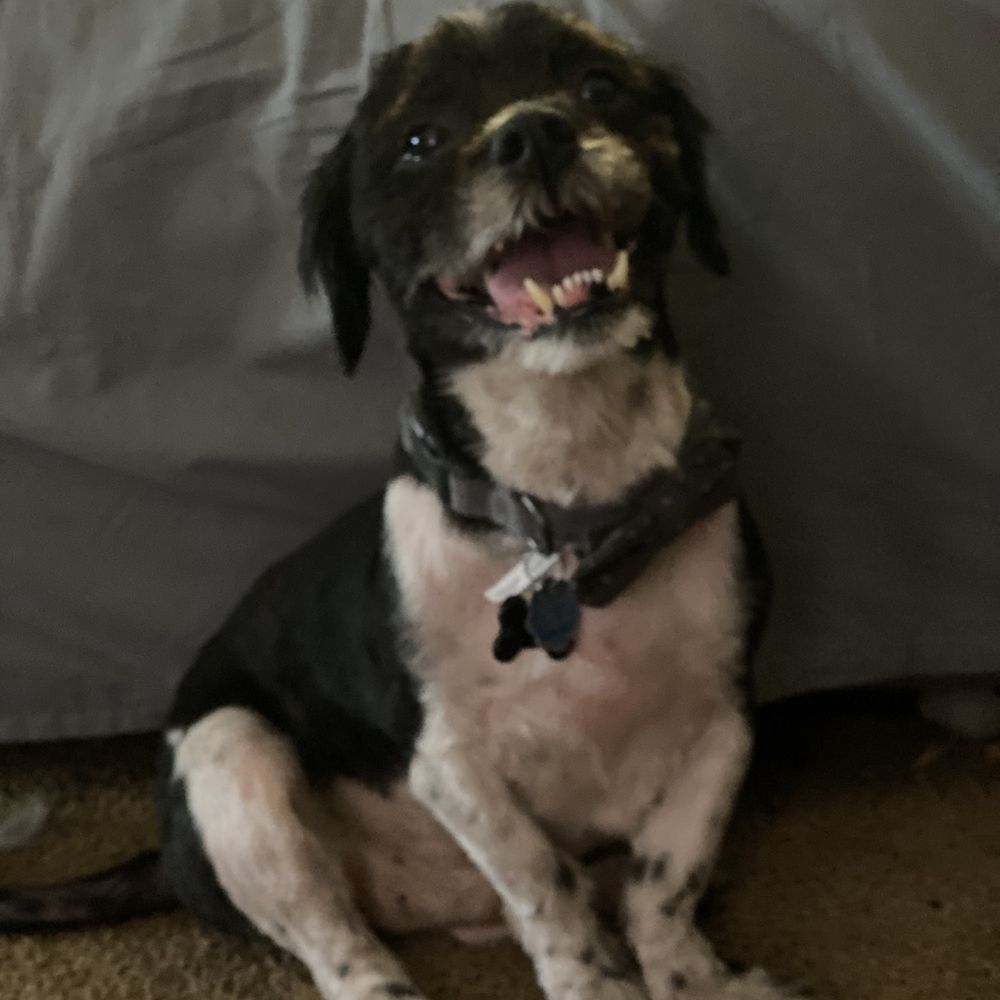 Bark Avenue - Sophisticated gentlemen - Pet Groomers Near Me - Fresno, California Bark Avenue - Sophisticated gentlemen - Pet Groomers Near Me - Fresno, California