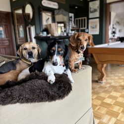 Chrissy Hammer - Realtor