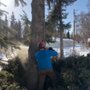 Photo of Great Alaska Tree Company