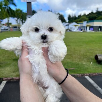 Oahu_Puppies - New puppy on National dog day! Thank you Howard & Lana for a beautiful baby! - Pet Breeders Near Me Oahu_Puppies - New puppy on National dog day! Thank you Howard & Lana for a beautiful baby! - Pet Breeders Near Me