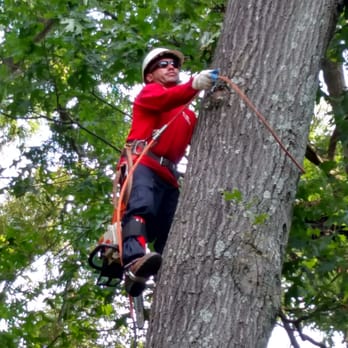 G&V Tree Service - Tree Services Near Me - Springfield, Virginia G&V Tree Service - Tree Services Near Me - Springfield, Virginia