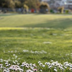 San Antonio Park - Flora at the park, just a field of daisies