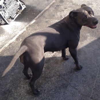 Leeco Transmission - Bee, the super-friendly pit bull/greeter! - Transmission Repair Near Me - El Monte, California Leeco Transmission - Bee, the super-friendly pit bull/greeter! - Transmission Repair Near Me - El Monte, California