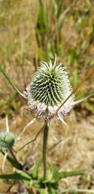 Año Nuevo State Park by null