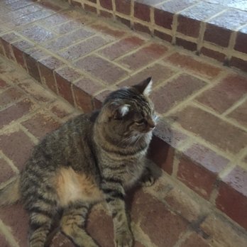 Willett Distillery - Night watch cat - Distilleries Near Me - Bardstown, Kentucky Willett Distillery - Night watch cat - Distilleries Near Me - Bardstown, Kentucky
