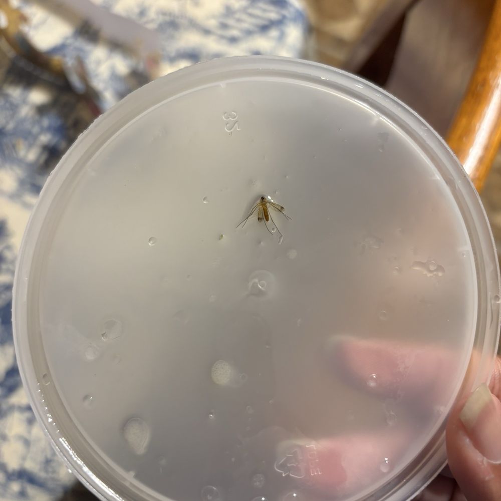 mosquito stuck to my A5. Rare Steak Pho (Beef Pho). mosquito stuck to my A5. Rare Steak Pho (Beef Pho).