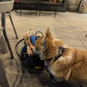 Bigsby's Folly - Dog toys on the patio - Wineries Near Me - Denver, Colorado