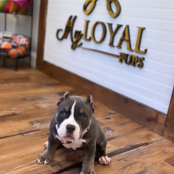 My Loyal Pups Grooming Studio - Baby enjoying her me time !! - Pet Groomers Near Me - Wayne, New Jersey My Loyal Pups Grooming Studio - Baby enjoying her me time !! - Pet Groomers Near Me - Wayne, New Jersey
