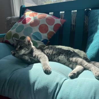 Right Meow Cat Cafe - Sunny nap time cat - Themed Cafes Near Me - Fuquay Varina, North Carolina Right Meow Cat Cafe - Sunny nap time cat - Themed Cafes Near Me - Fuquay Varina, North Carolina