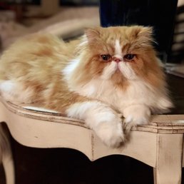 This is BEFORE she groomed him, but she has maintained his regal presentation quite well. This is BEFORE she groomed him, but she has maintained his regal presentation quite well.