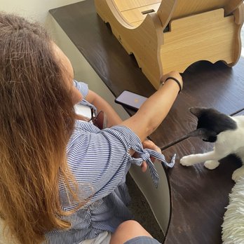 Hawaii Cat Cafe - Lots of space to play - Themed Cafes Near Me - Honolulu, Hawaii