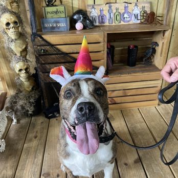 Central Florida K-9 - Pet Sitting Near Me - Eustis, Florida Central Florida K-9 - Pet Sitting Near Me - Eustis, Florida